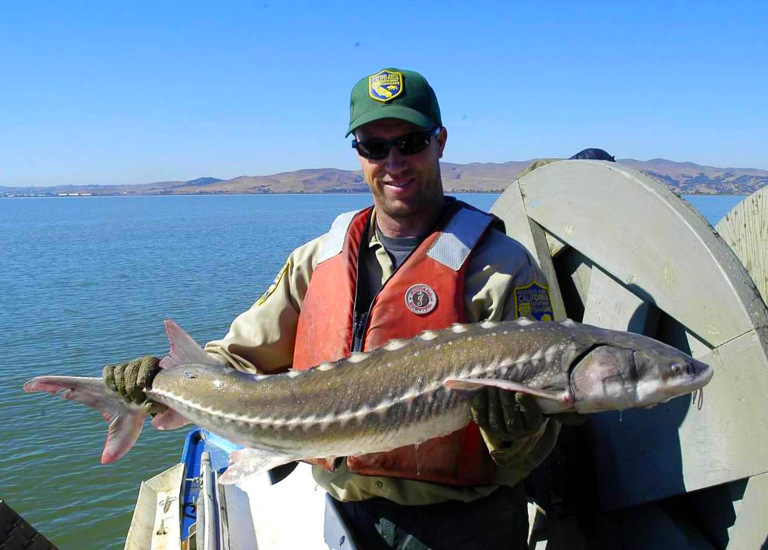 Targeting Stripers and Sturgeon together in San Francisco Bay cover picture