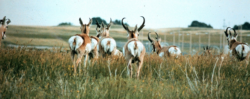 Is your Pronghorn a Trophy?