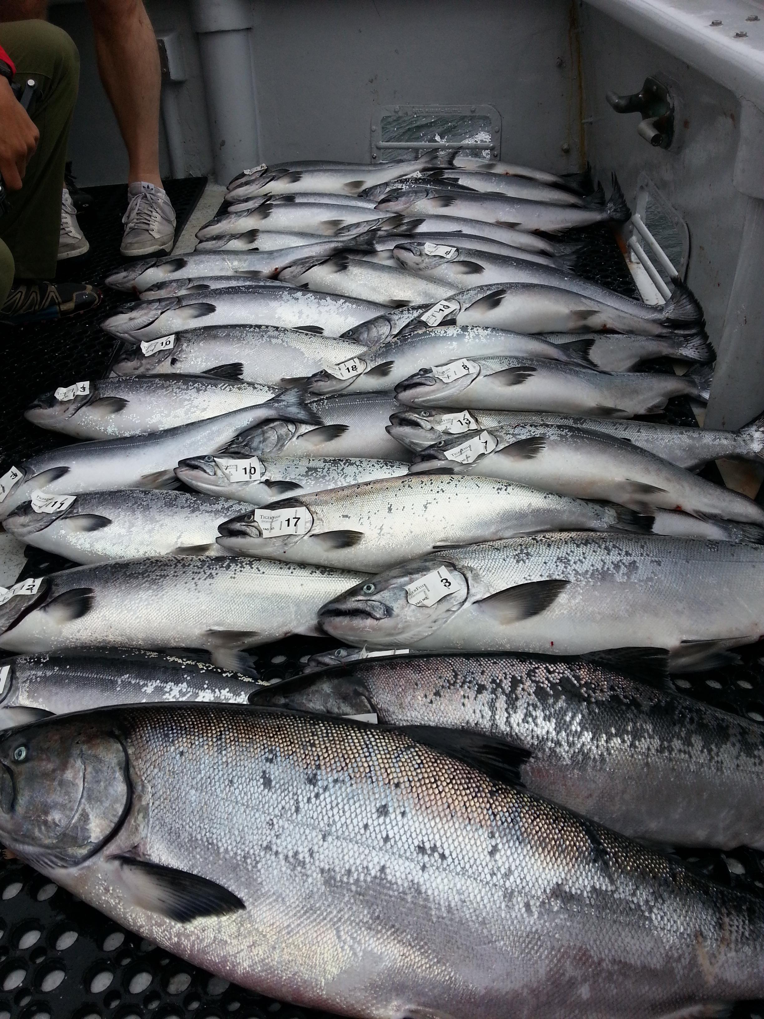 TigerFish Salmon Action
