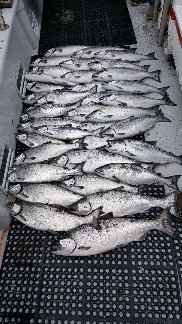 TigerFish Salmon Action