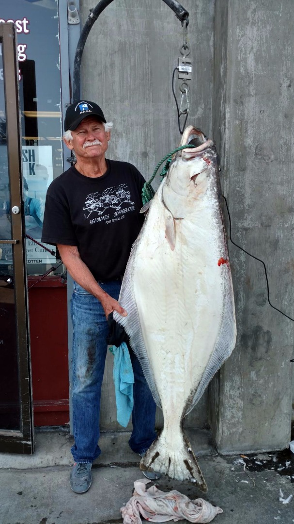  Pacific halibut bite heating up on the coast 