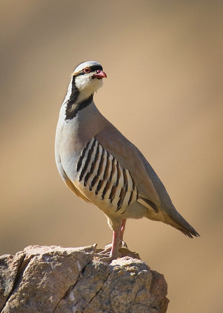 Possessing Steel and Lead while Hunting Chukar and Quail? cover picture