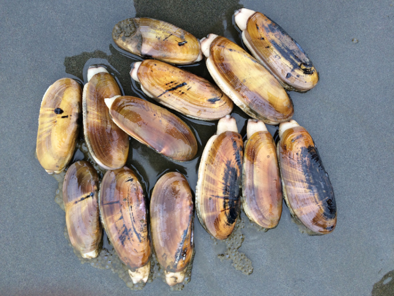 What’s the Scoop on Razor Clams? cover picture