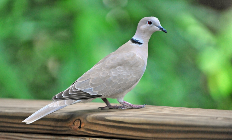 Nonlead Shot Required for Eurasian Collared-Doves? cover picture