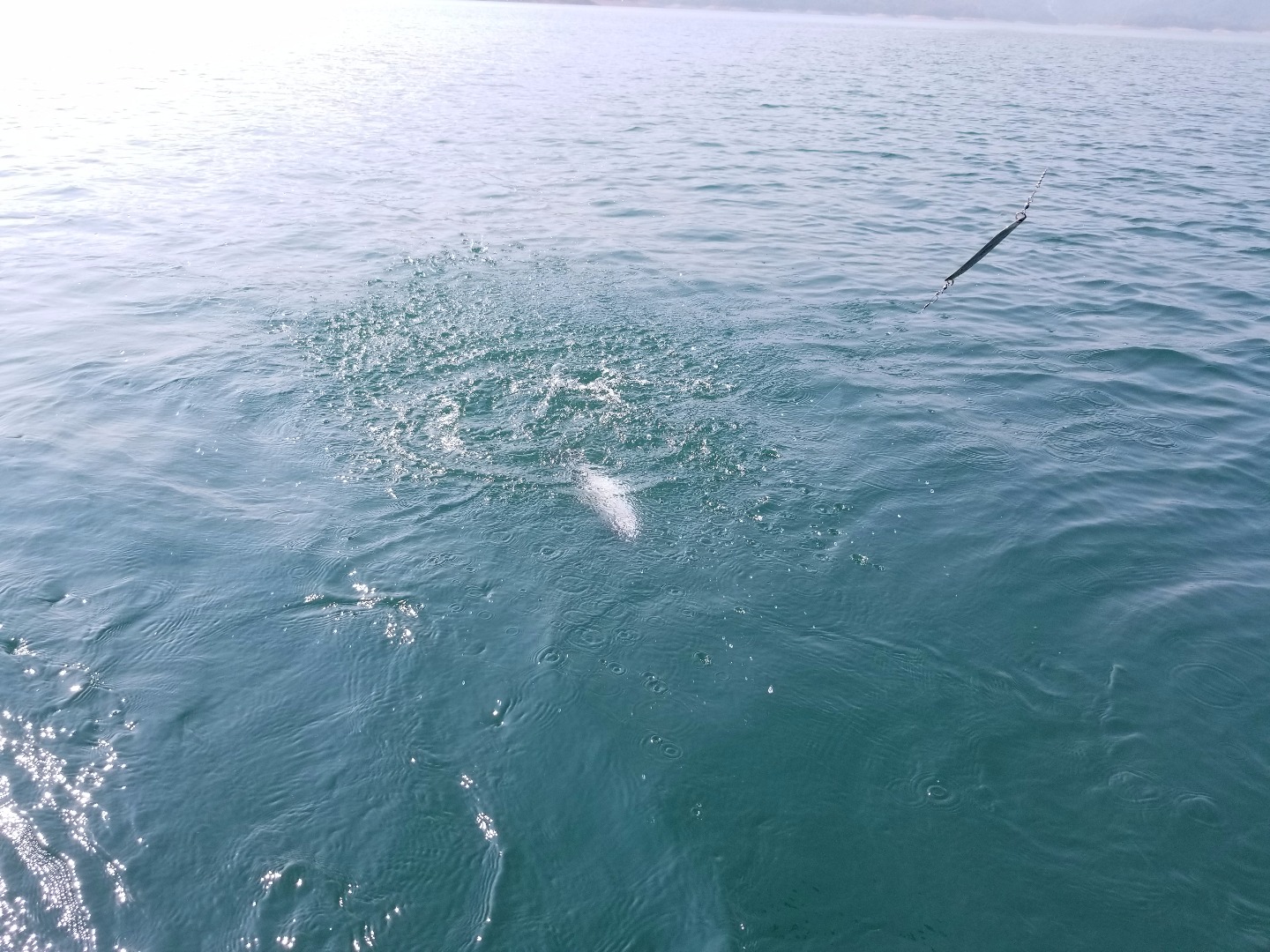 Catching Trout despite freakish storm