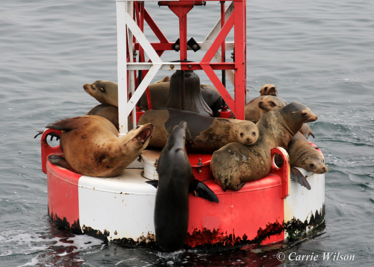 Sea Lions Are Eating All My Bait! cover picture