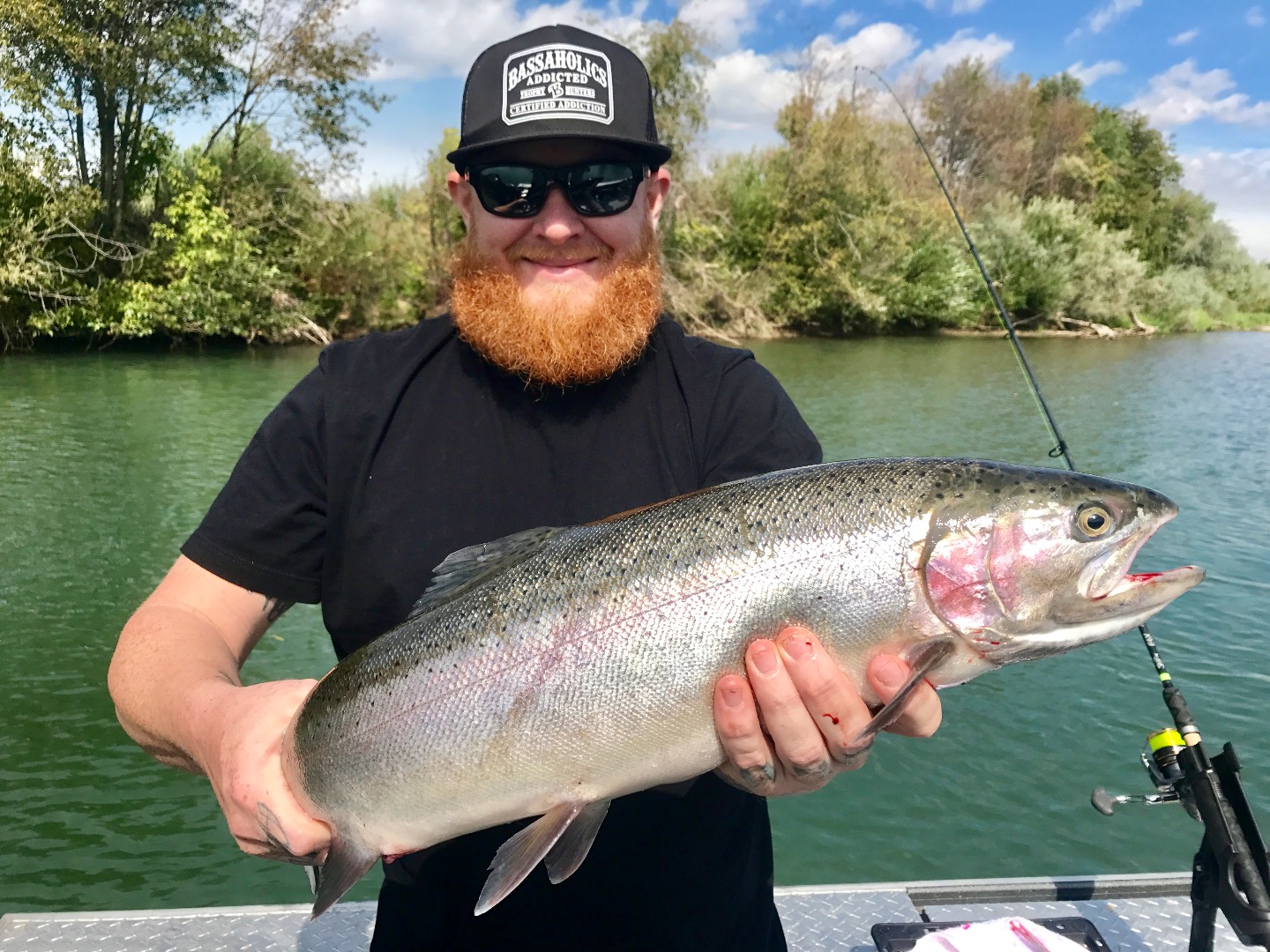 Adult hatchery steelhead showing on the Sacramento River!