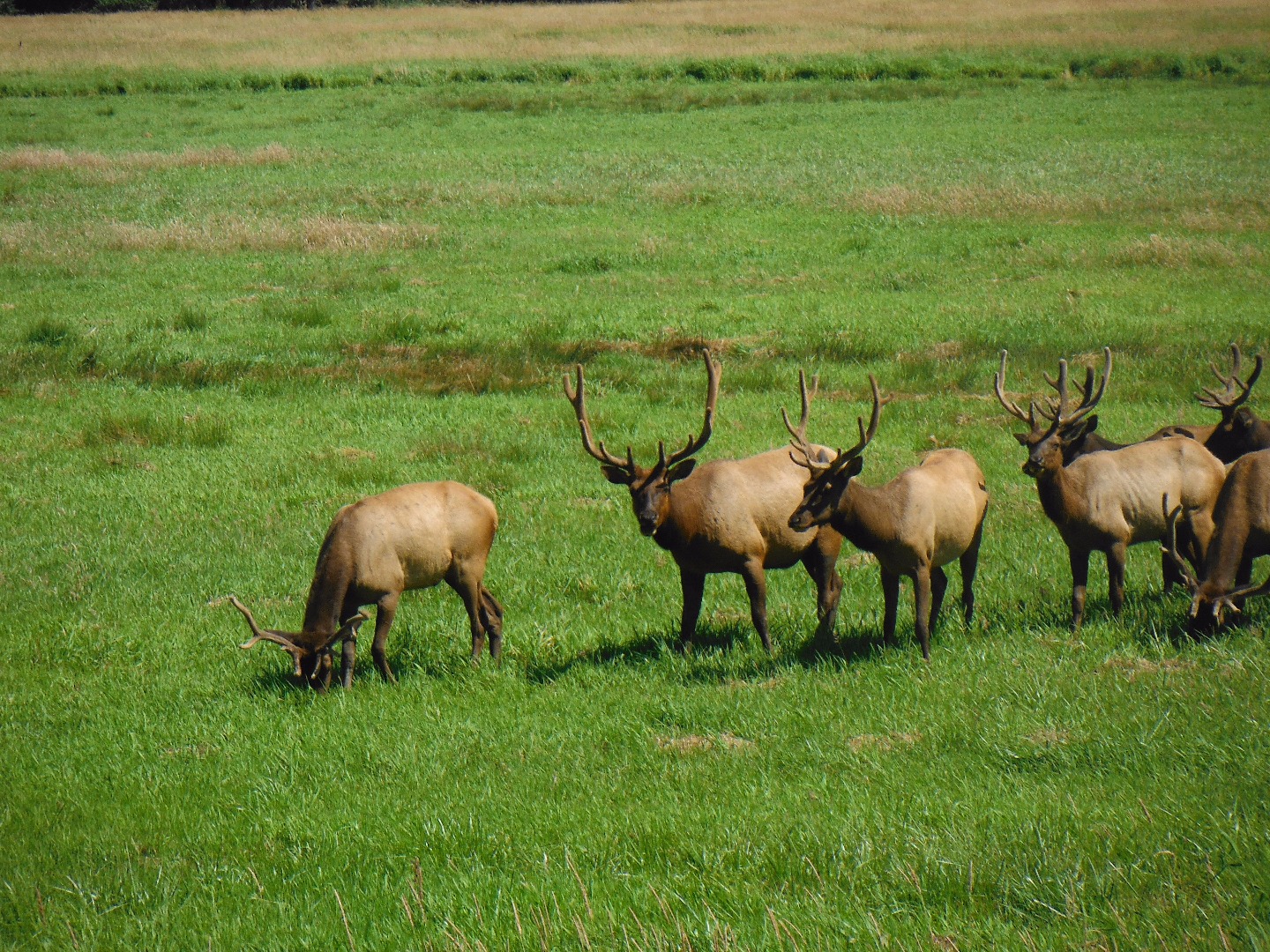 Hunting Cascade Elk Access Issues and Low Odds Persist