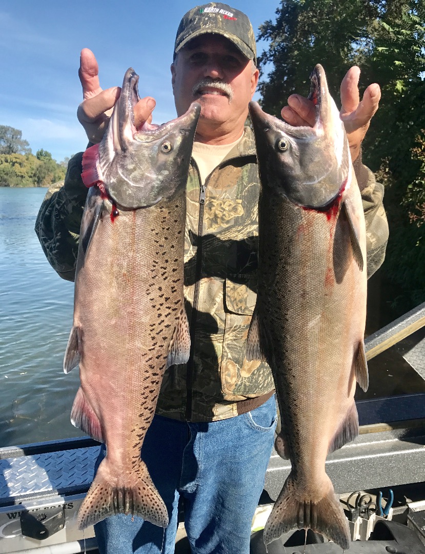 Sacramento River salmon fishing holding up very well!