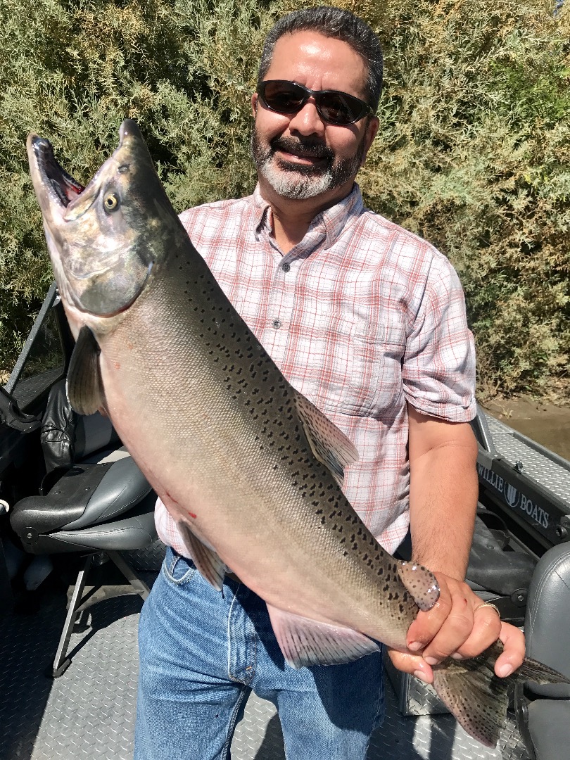 King salmon bite remains steady..
