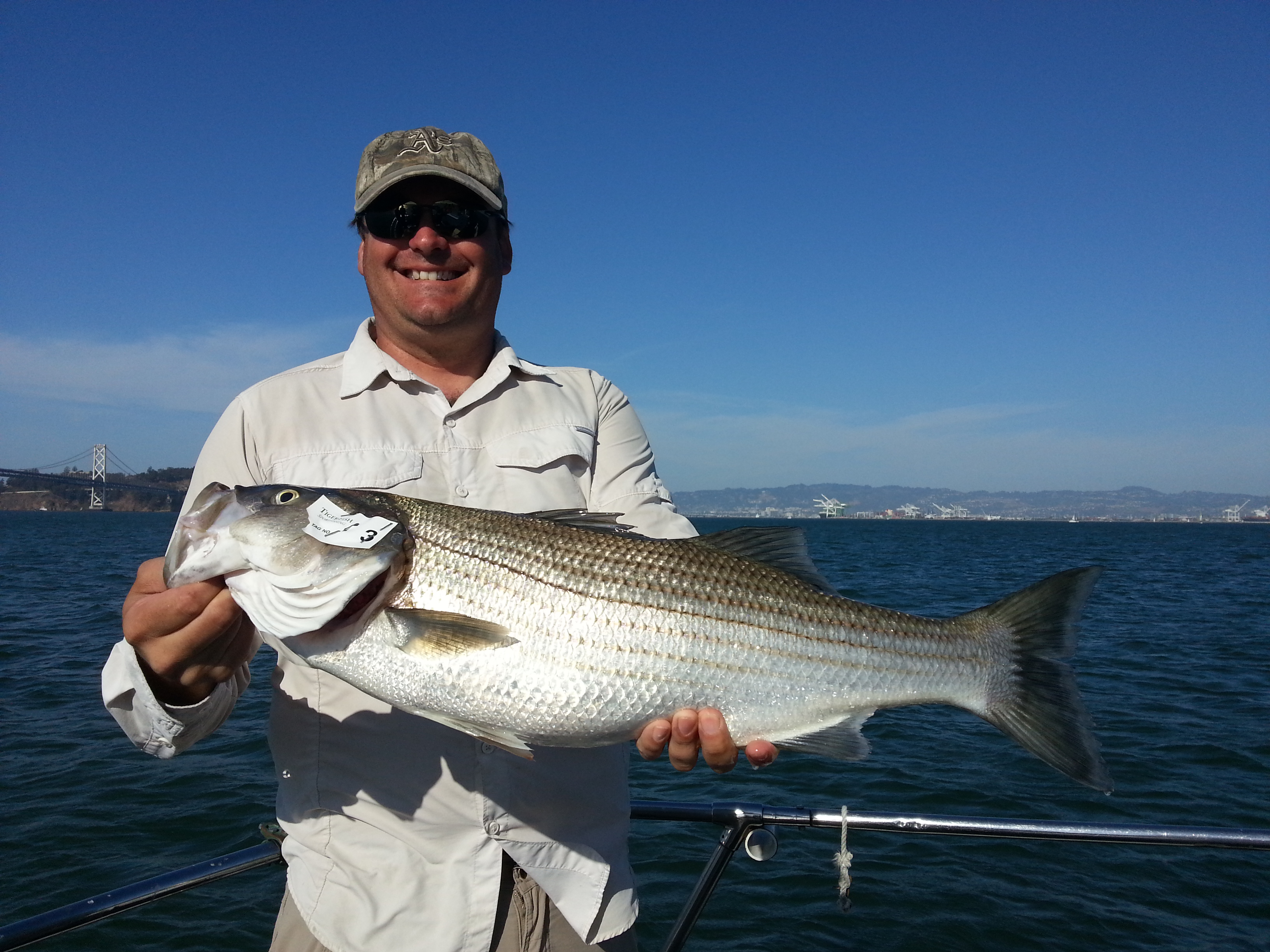 TigerFish S.F. Bay Action