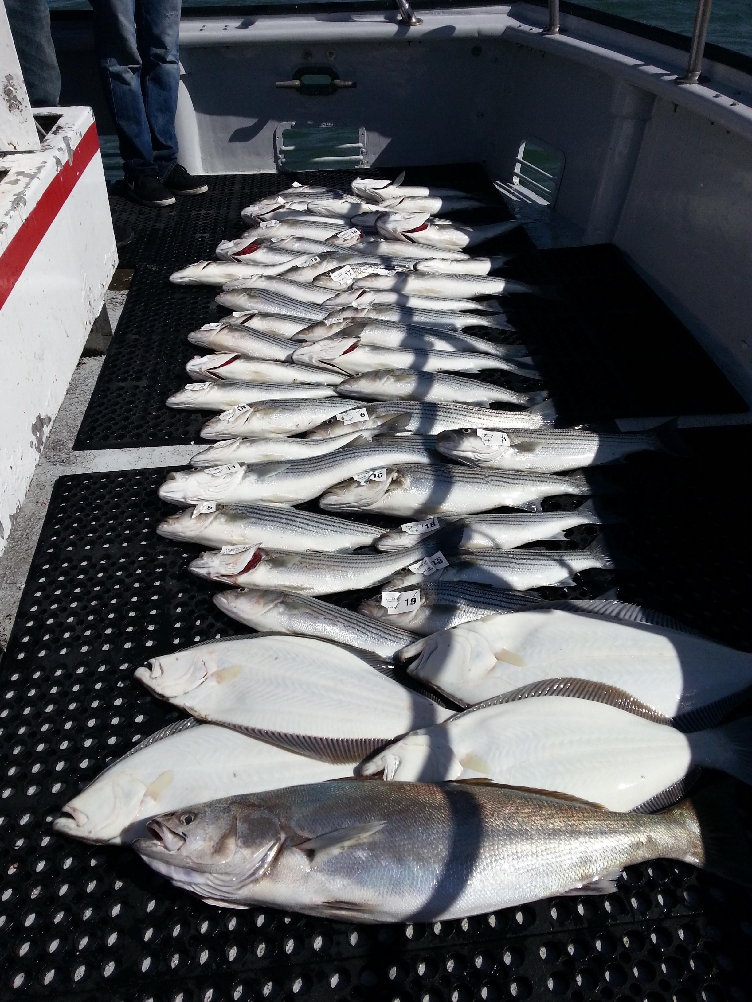 TigerFish Rockfishing & SF Bay Action