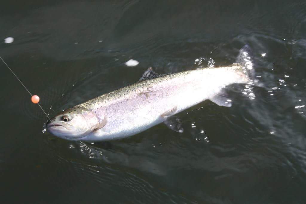 Time to Target Klamath Steelhead 