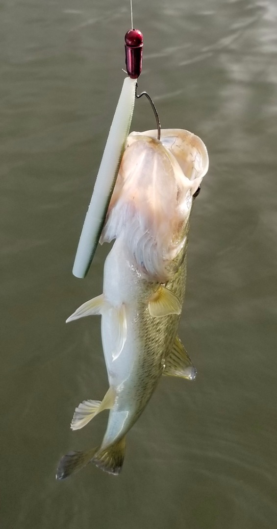 San Pablo Reservoir Fish Report 10-15-17