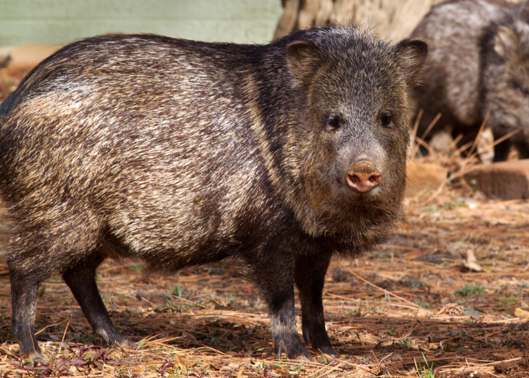 Can Javelina be Hunted in California? cover picture