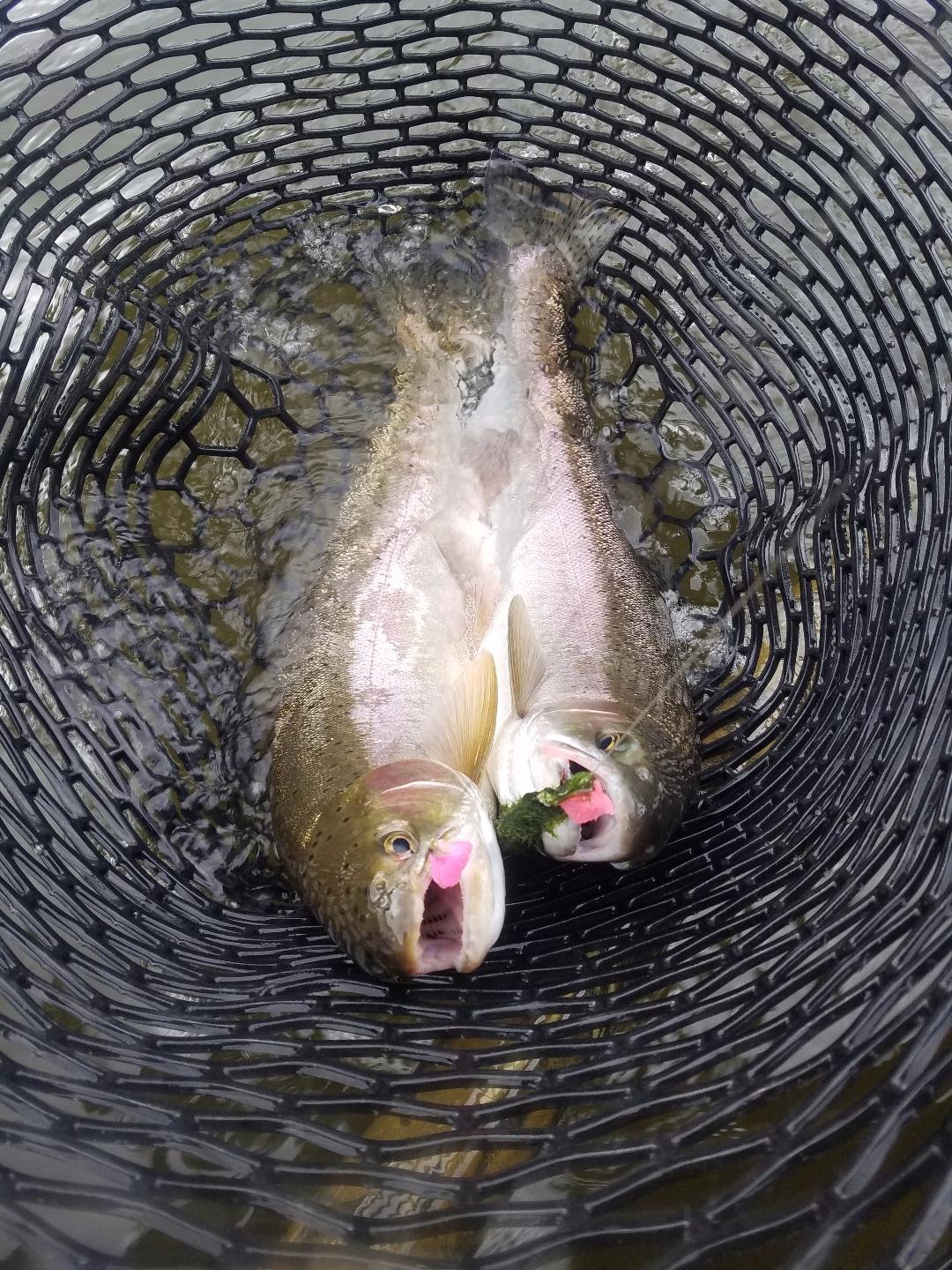 Double Fisting Steelhead