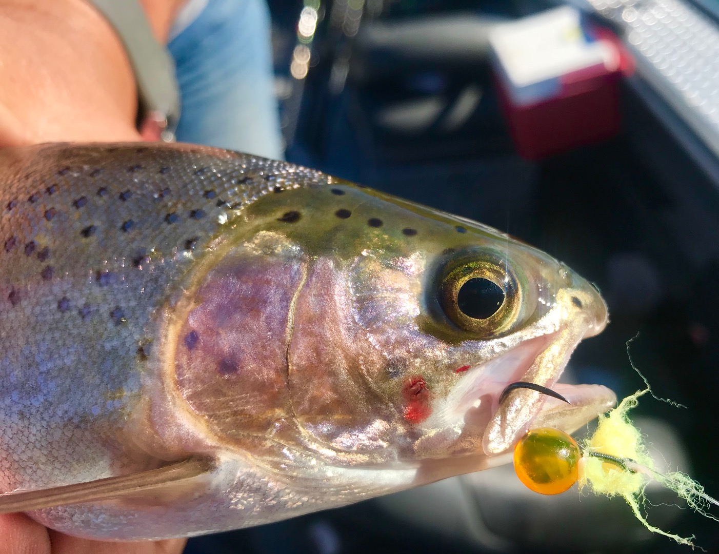 Now targeting Sac River steelhead trout!