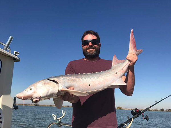 white sturgeon california fishing planet