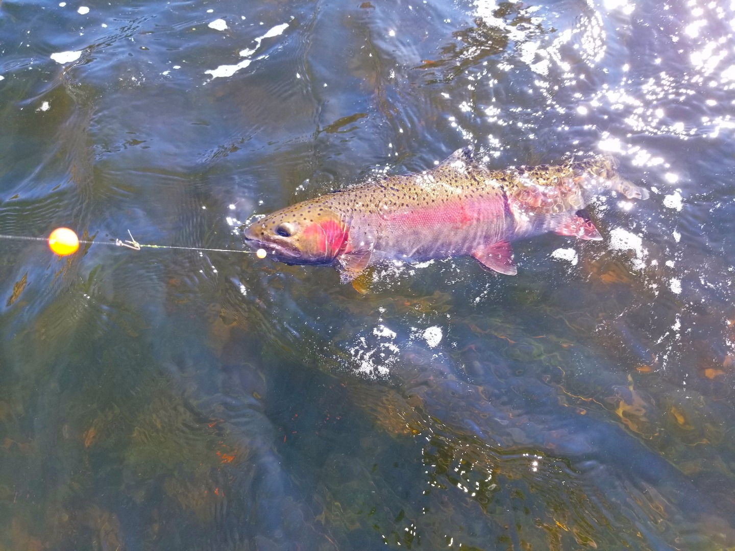 Klamath Halloween Steelhead Trick or Treat