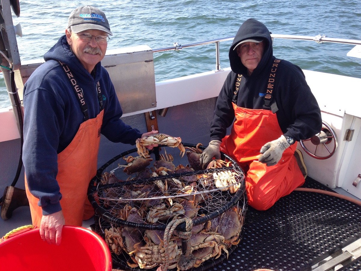 Sport crab opens Saturday — domoic acid warning likely