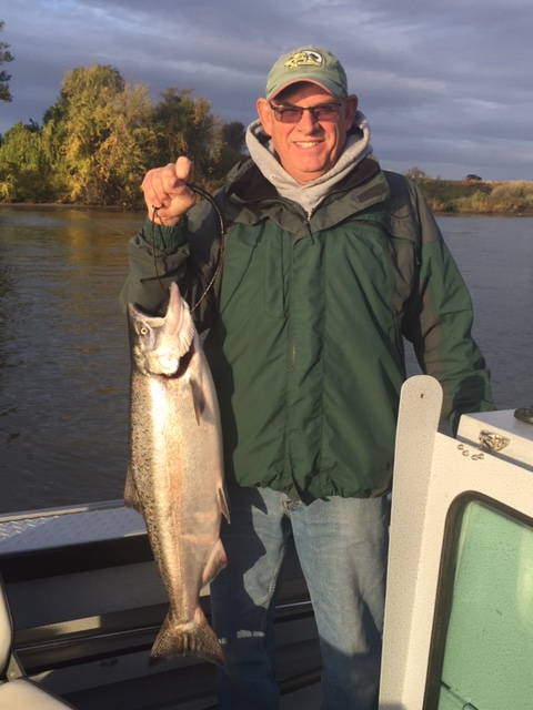Salmon in the Sacramento River!