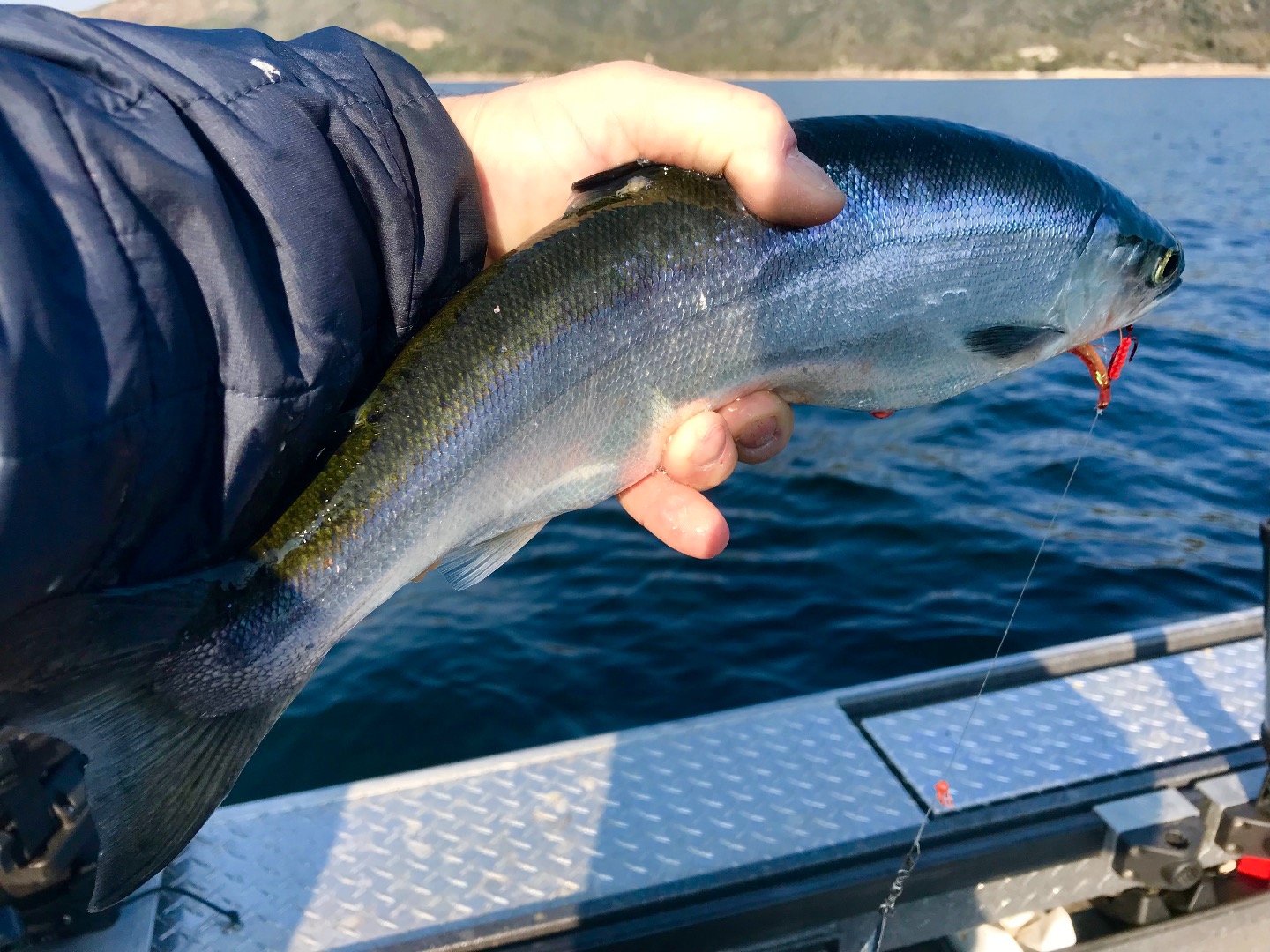 Whiskeytown Lake Fish Report - Whiskeytown Lake - Kokanee class of 2018  looks to be a good one! - December 12, 2017