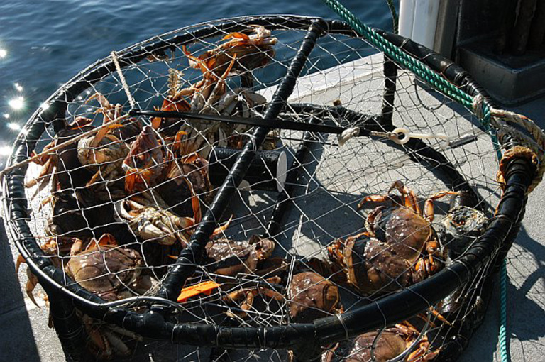 Is it Safe to Eat Crab on Christmas Eve? cover picture