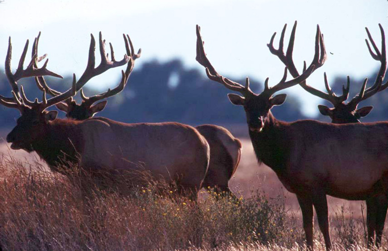 What’s the Purpose of the New Elk Management Plan? cover picture