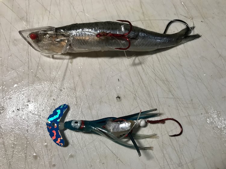 How I Rig an Anchovy for Ocean Salmon 