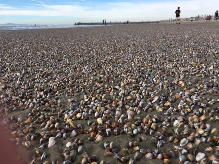 Clams Everywhere cover picture