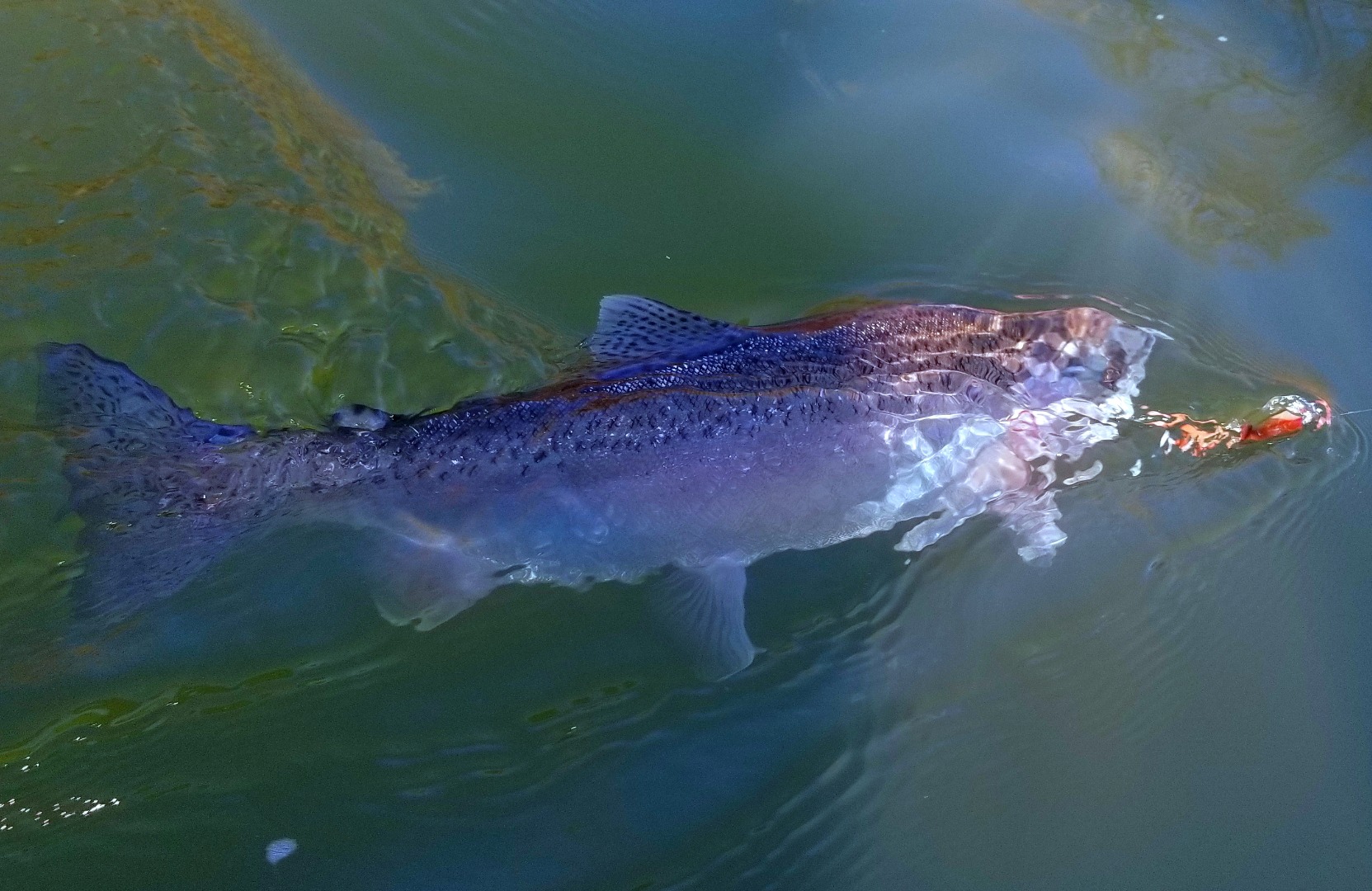 Klamath Steelhead action putting a bend in your rod