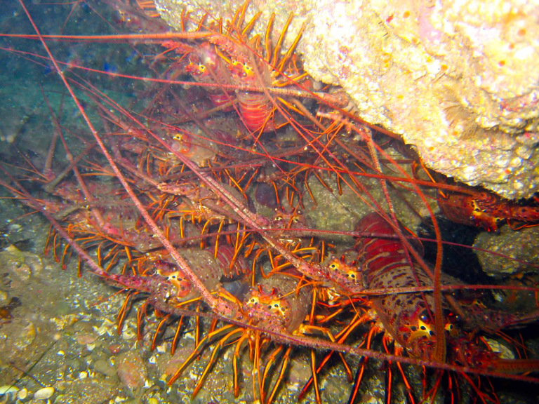 Measuring Lobsters the Right Way cover picture