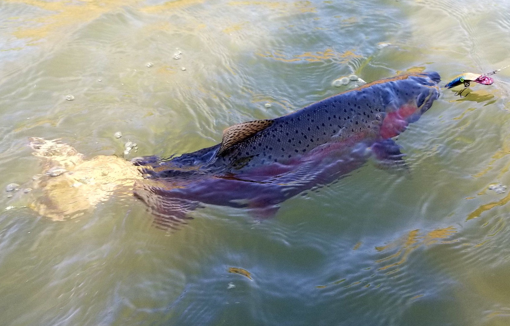 Klamath River Fishing "Not a Bad Day"