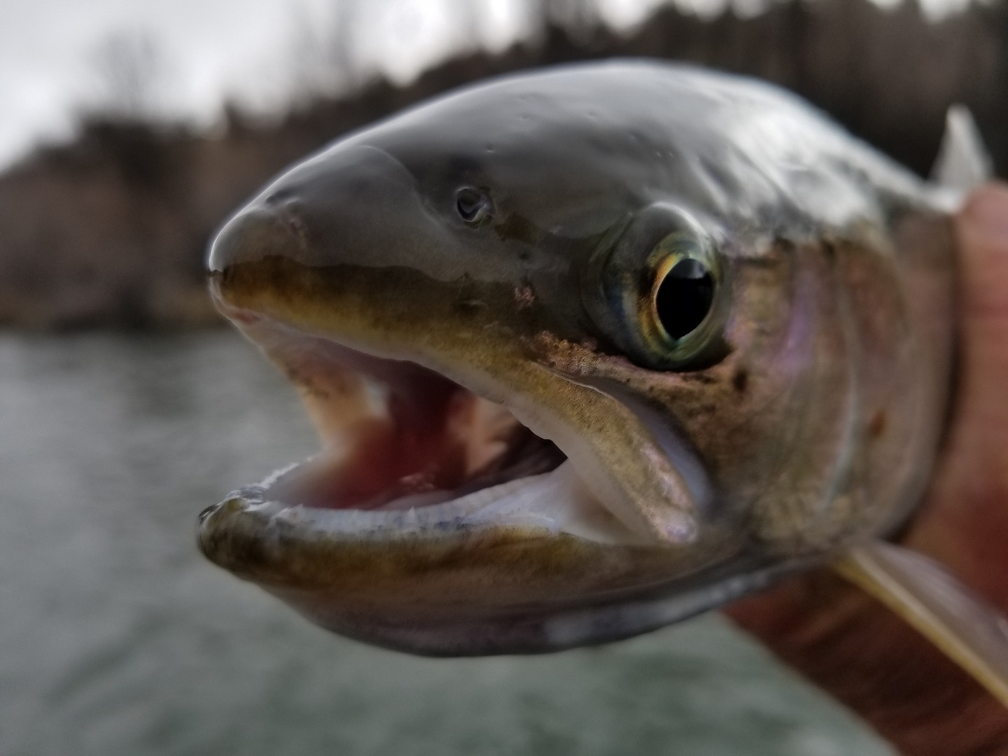 Real Winter Steelhead Weather 