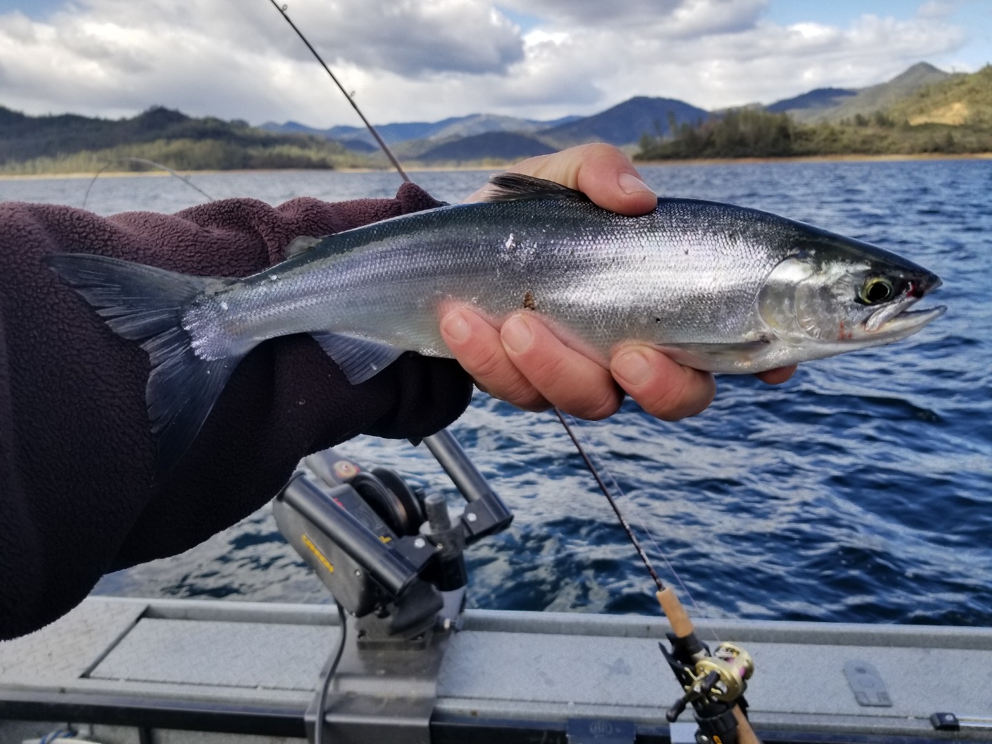 Kokanee action is fair at Whiskeytown