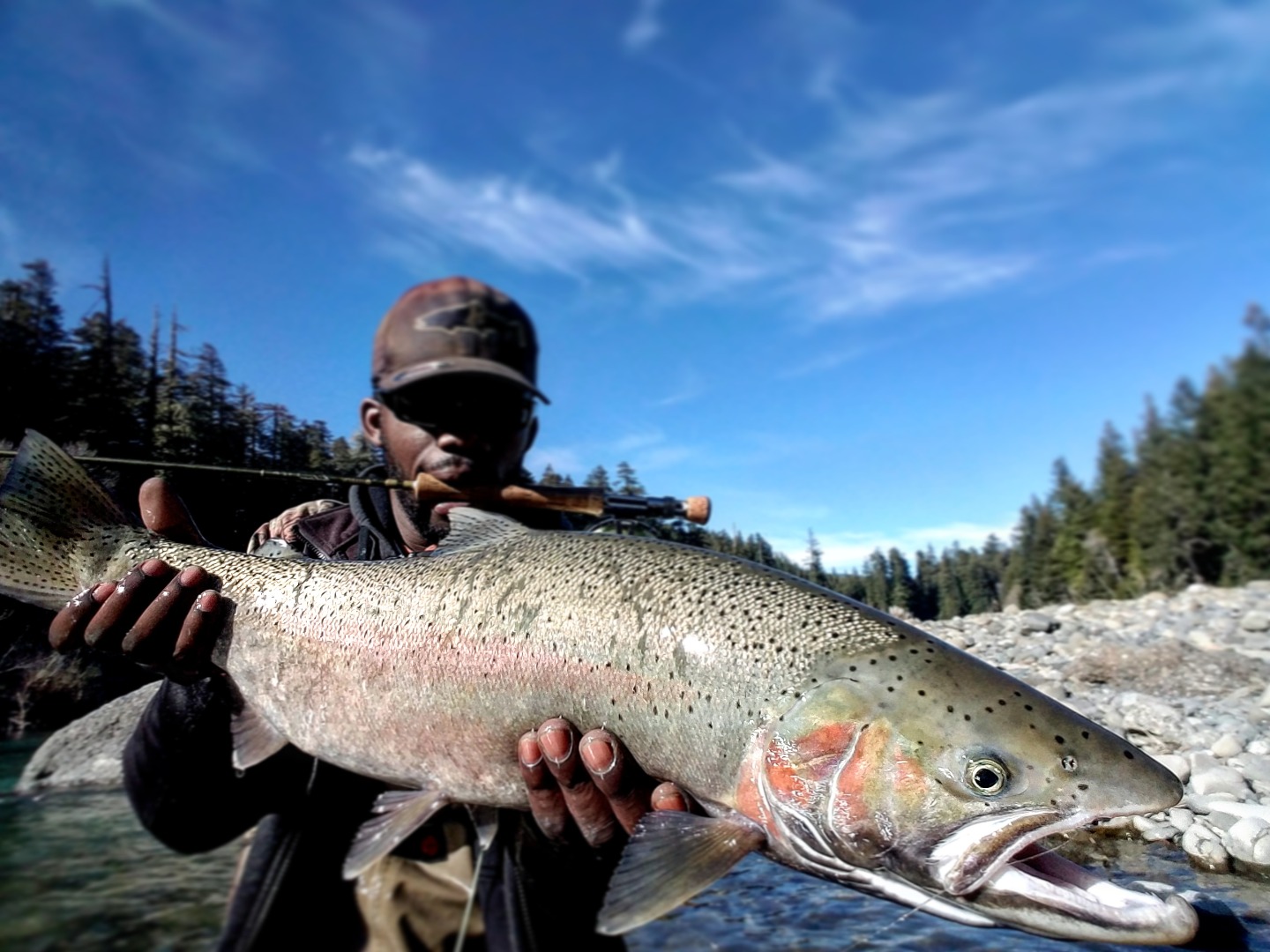  Klamath salmon on the rebound
