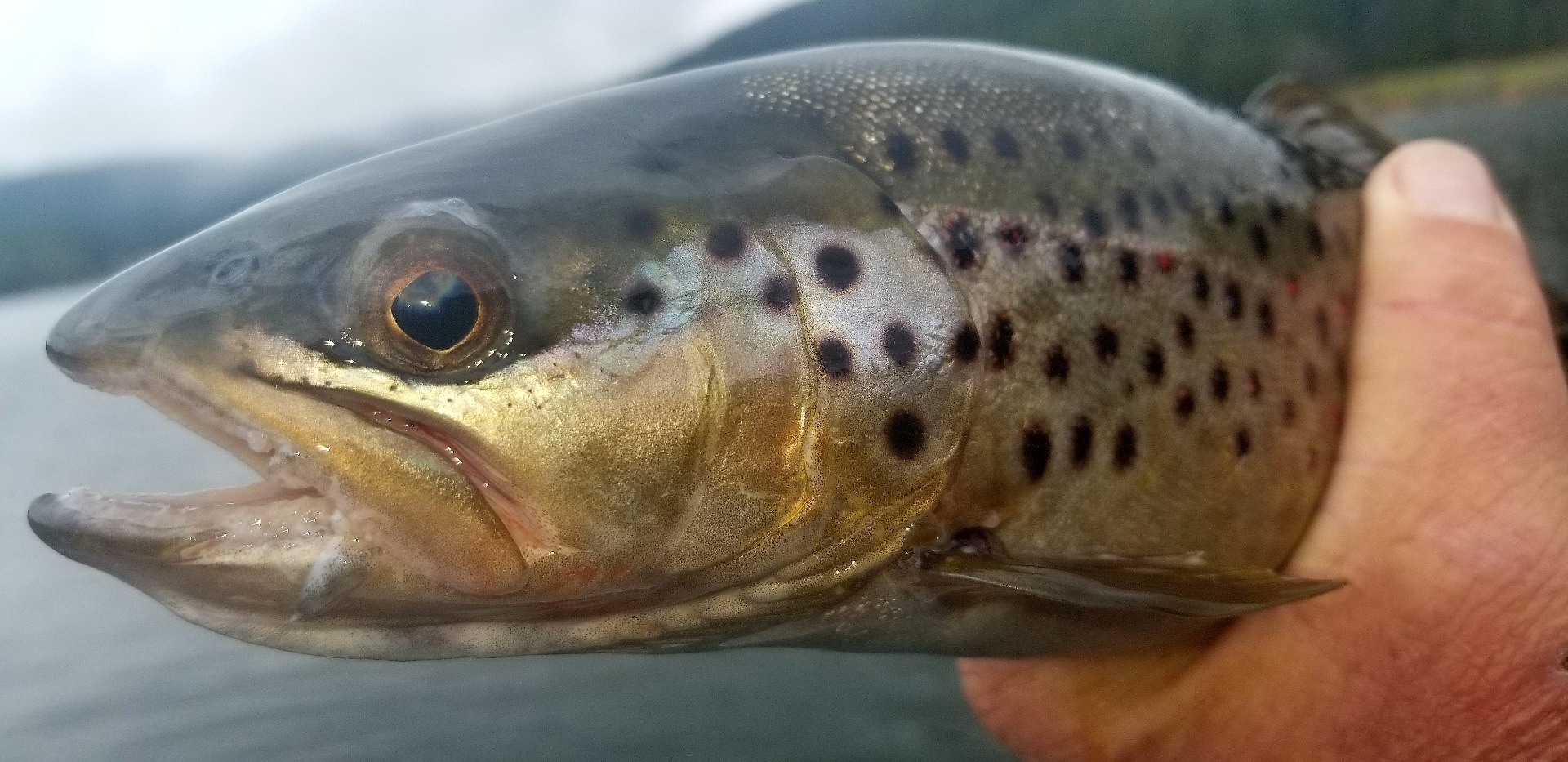 A Very Brown Day