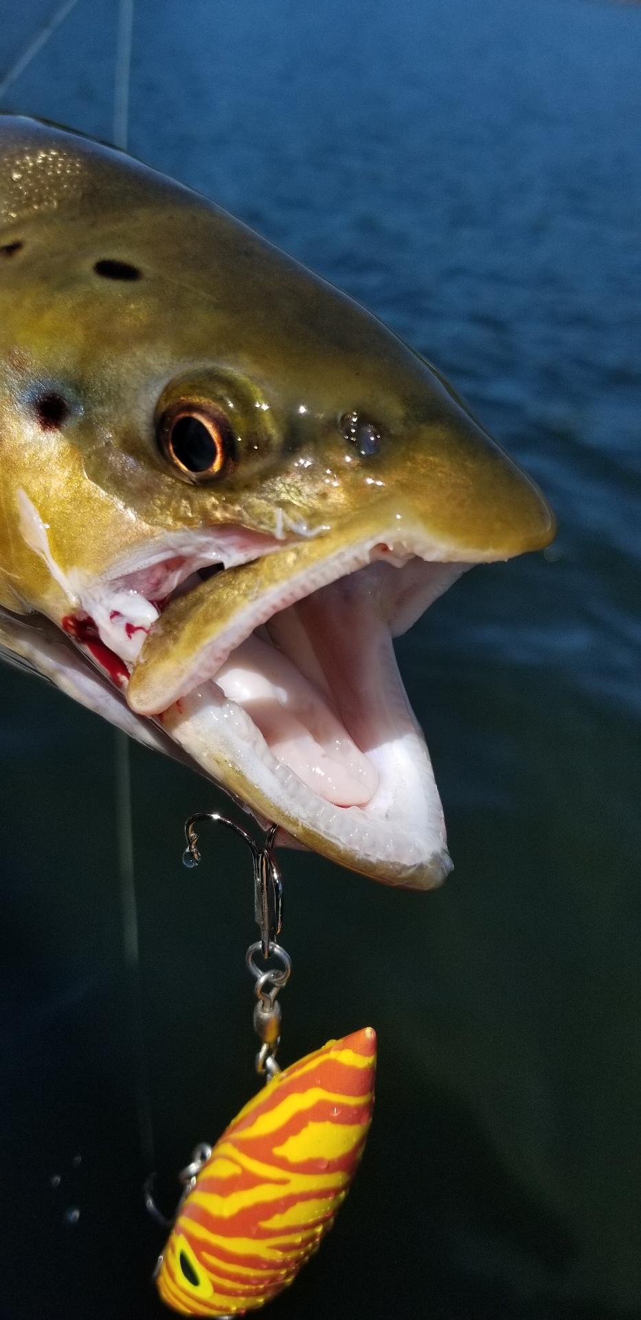 Just a Bunch of Healthy  Browns Brooks and Rainbows 