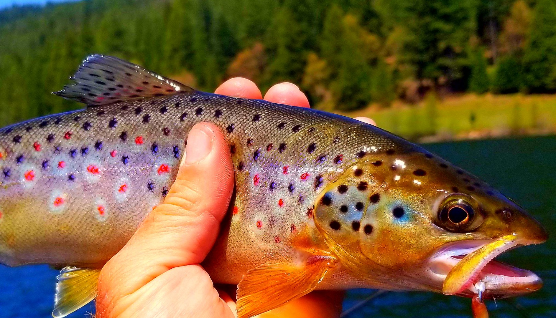 Beauty and the Trout 