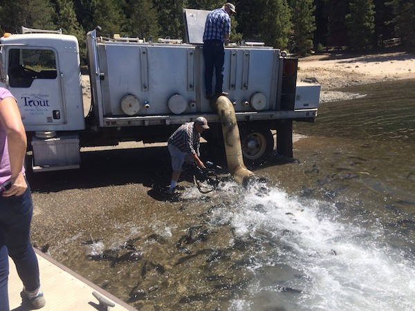 SMUD and CDFW Stock Thousands of Trout in El Dorado County Reservoirs!