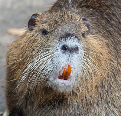 How Do I Know if I Have Nutria on my Property? cover picture