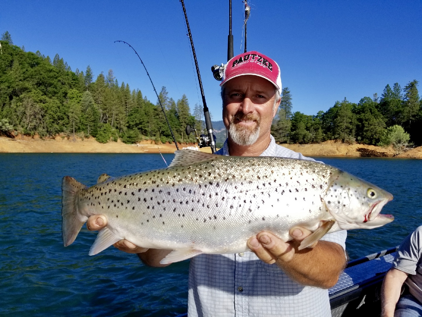 Shasta Lake trout herding Shad!