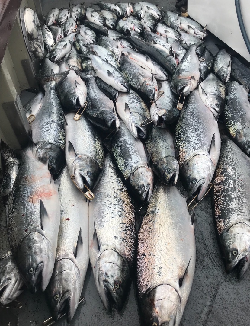 Salmon bonanza!  30 EARLY LIMITS OF SALMON!!!