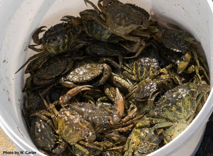 Crab Wars: The Invasive European Green Crab