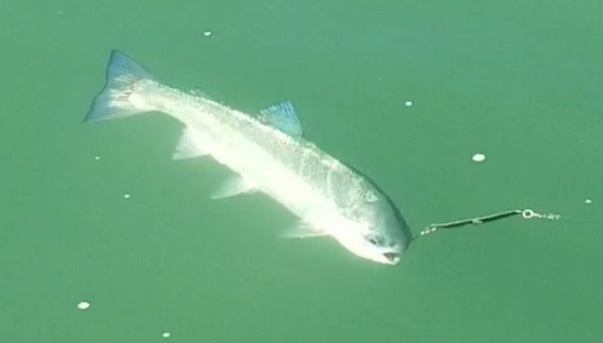 Shasta Lake Trout on the  feed