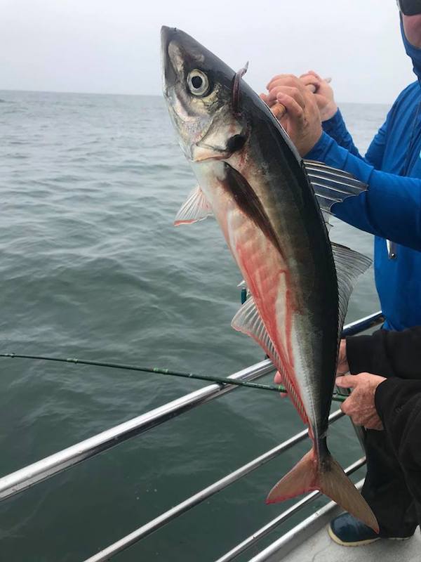 Was a Wild Wide Open Stripe Bass Bite!