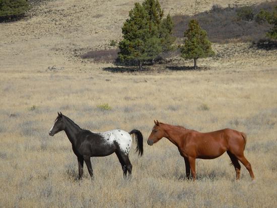 The Blessings of the Wild Horse