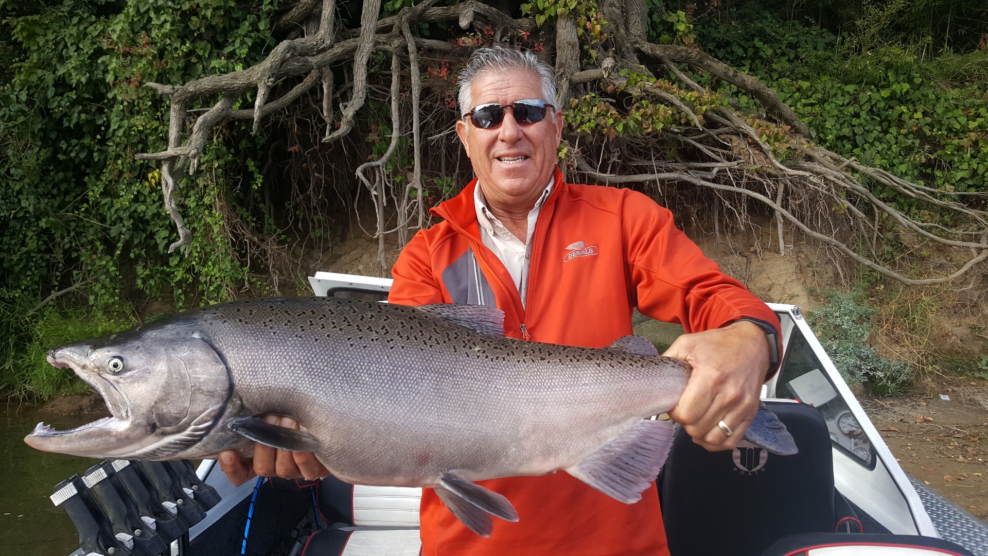 King salmon corning  calf