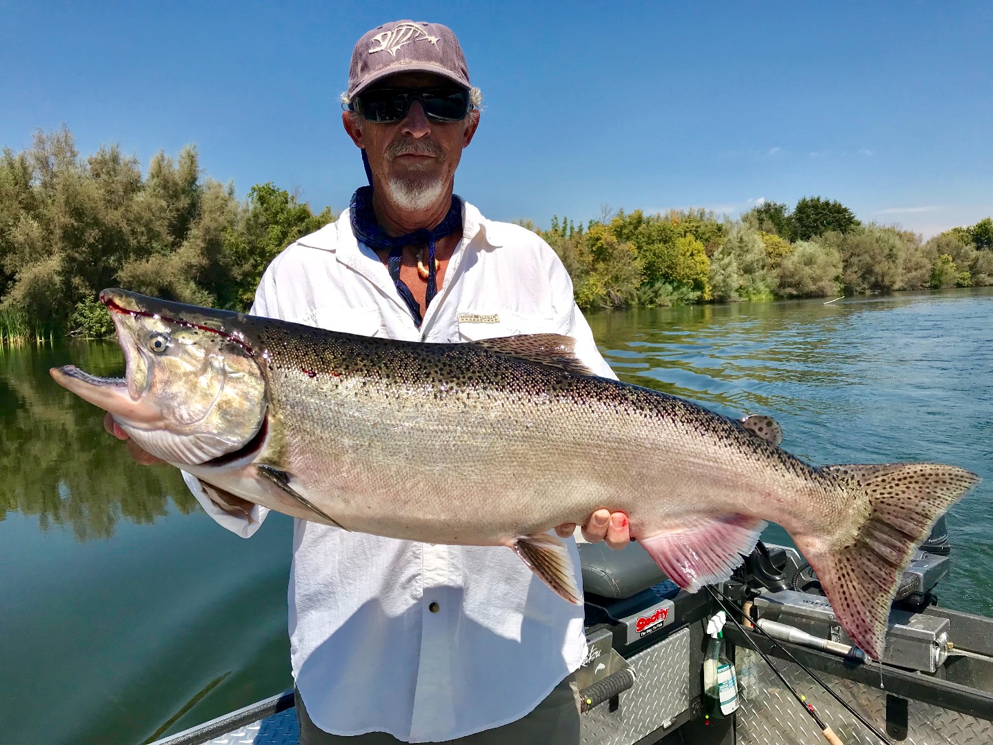 Fishing - Big Salmon swimming the Sac!