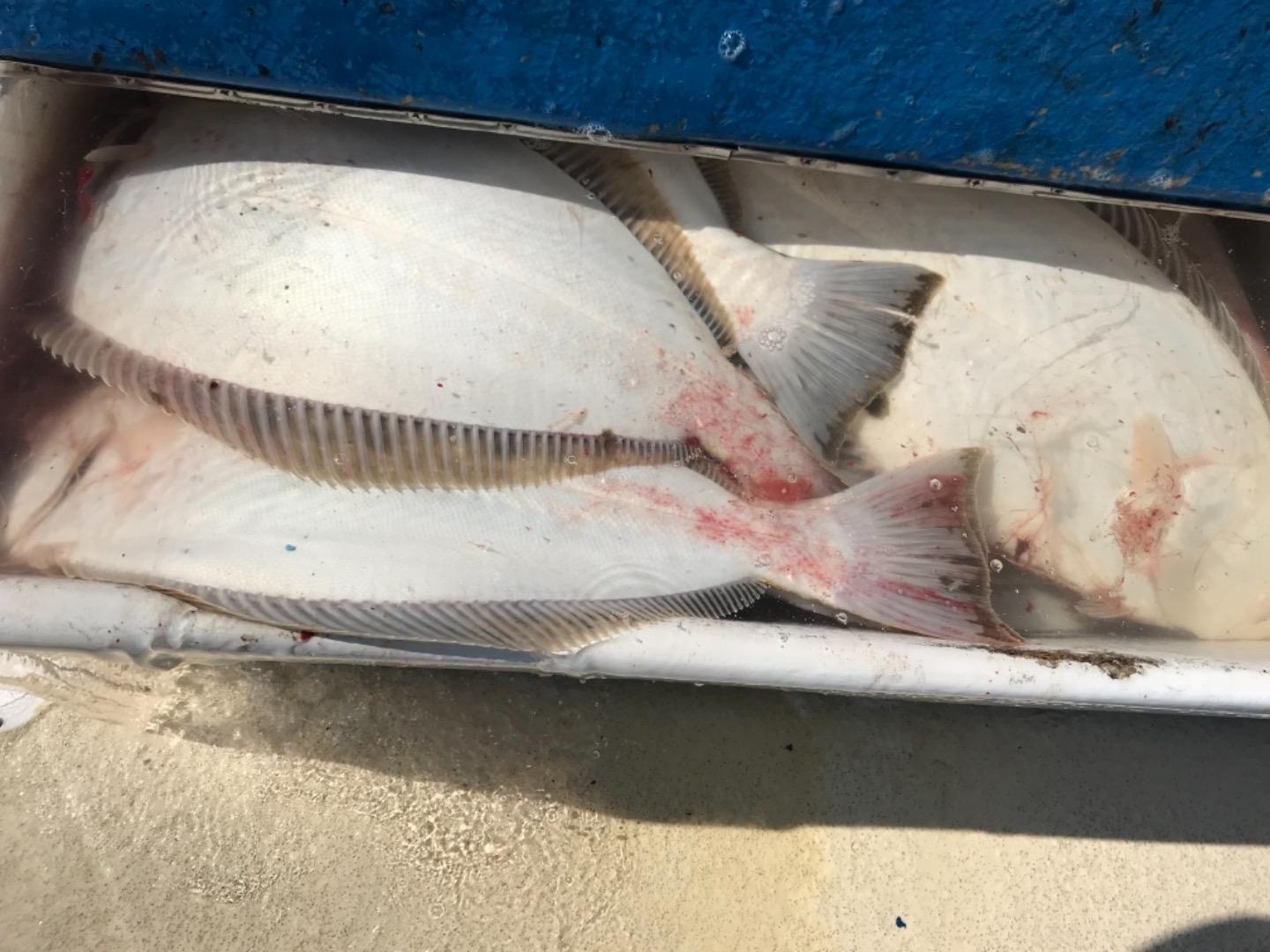 Halibut 